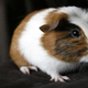 Illustration for article titled Spinning guinea pigs on a turntable for science!